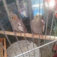 عروس هلندی