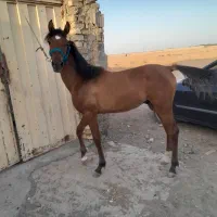اسب|اسب و تجهیزات اسب‌سواری|اصفهان, محمودآباد|دیوار