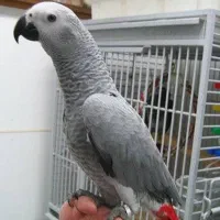 فروش جوجه کاسگو 3/5ماهه دست اموز