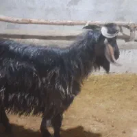 بز نر|حیوانات مزرعه|میاندوآب, |دیوار