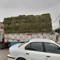 یونجه|لوازم جانبی حیوانات|یزد, |دیوار