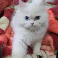 سرپرست گربه