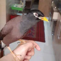 پرنده مرغ مینا