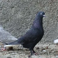 سیاه دم سفید ماده