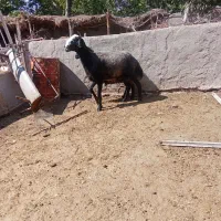 قوچ شال اصل