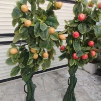 درختچه تزیینی