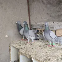 کبوتر