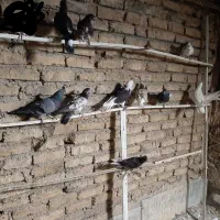 کفتر تهرانی پرشی