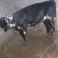 فروش گوساله