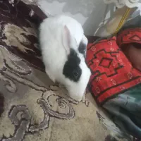 خرگوش باهوش
