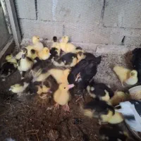 فروش اردک اسرائیلی