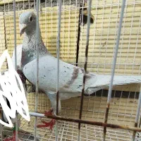 یک جفت آلمانی نرو ماده بی نظیر