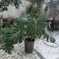 گل برگ انجیری