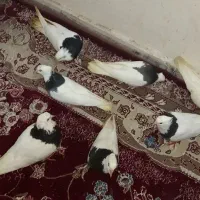 طوقی،ذاغ،پاکستانی کبوتر