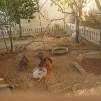 مرغ رسمی تخم گذار