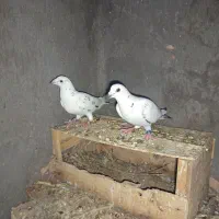 دوجفت گوره