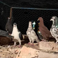۱۹عدد رنگی کرمانی