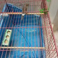 قناری نر شور