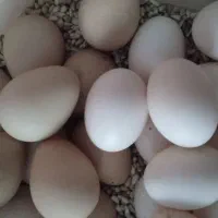 تخم مرغ شاخدار ومینیاتور