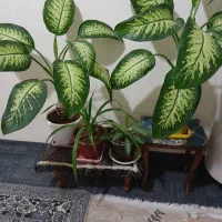 سلام ۲عدیفن  قیمت هرکدام ۶۰۰دوتاش ۱۲۰۰