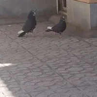 نروماده پلنگ