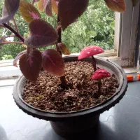 قارچ فانتزی برای گلدون