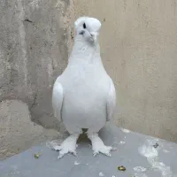 کفتر سفید پاک کاکلی