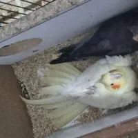 عروس مولد|پرنده|قزوین, |دیوار