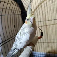 عروس هلندی