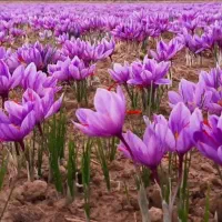 کود تخصصی و کاربردی جهت گل انگیزی زعفران