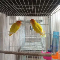 جفت مولدجوجه نروماده کوتوله گرینچیک عروس طوطی|پرنده|مشهد, کشف|دیوار