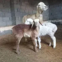 میش چینی با دوتا بره