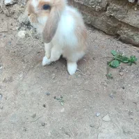 خرگوش لوپی بازیگوش