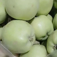 سیب تازه