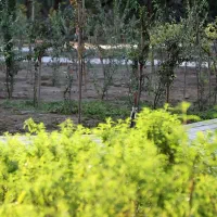 استخدام باغبان و سرایدار