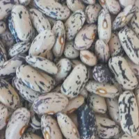 لوبیا کشاورزی برای کاشت  پاییز