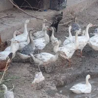 سلام تعداد ۲۱عدد غاز