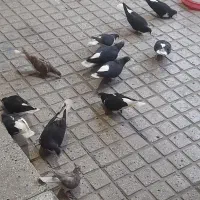 چند جفت کبوتر ساده