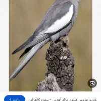 یک عددعروس هلندی گم شده