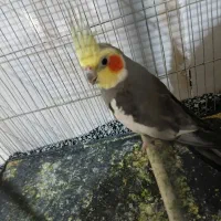 عروس هلندی ابلق