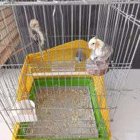 عروس هلندی نرو ماده همراه با تخم