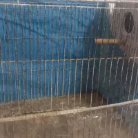 لونه با قفس