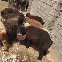 بره نر پروار بندی