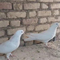 پنج کبوتر پر سنگین