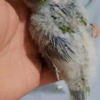جوجه راهب پسته ی