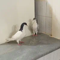 کبوتر چادری