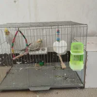 عروس هلندی