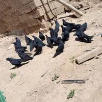 کبوتر.