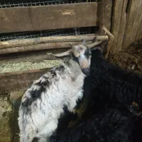 بز و گوسفند