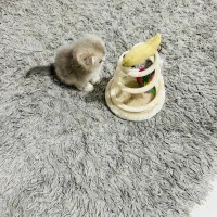 گربه اسکاتیش سیلور و گلد